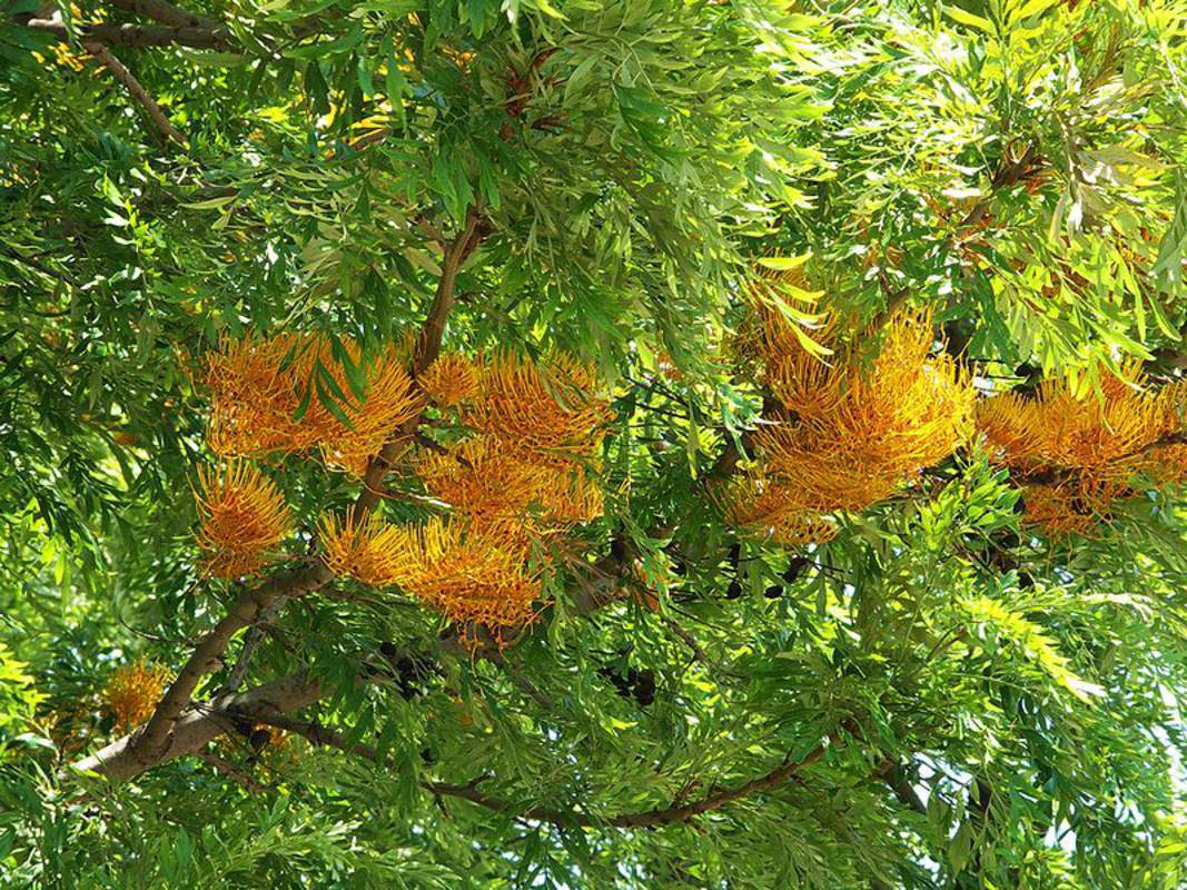 1-1000 PCS Silky oak Tree Seeds Grevillea Robusta Yellow Silkoak Flower 0178
