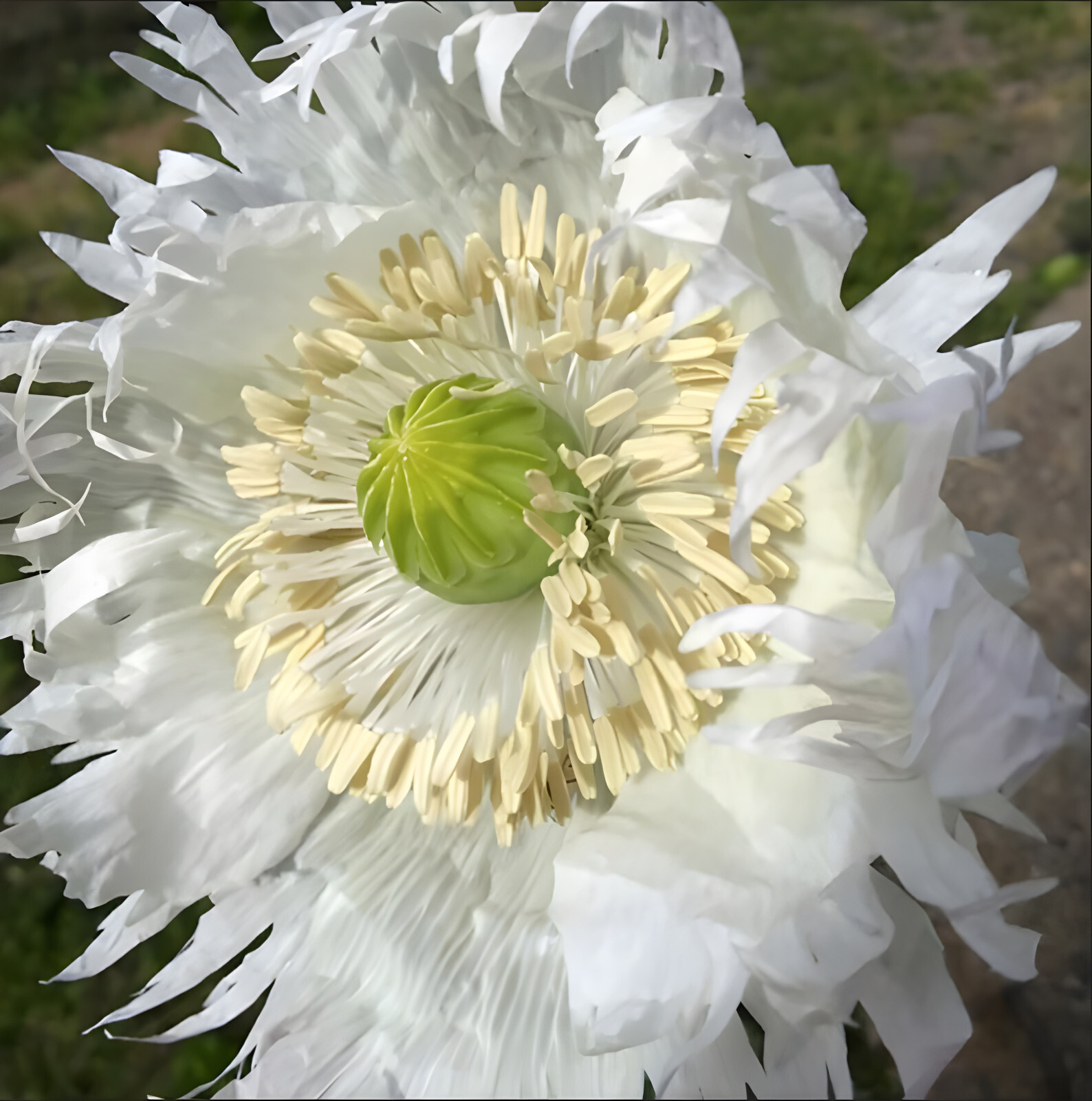 1,500 Jimi’s Snowflake Poppy Seeds –P. Somniferum – White Intricate Snowflakes!