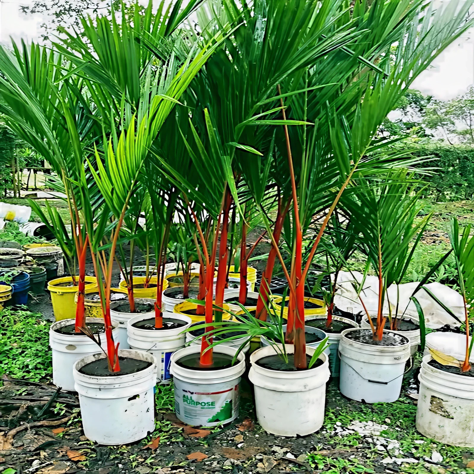 10 RED SEALING WAX “LIPSTICK” PALM TREE SEEDS (Cyrtostachys renda) House Plant