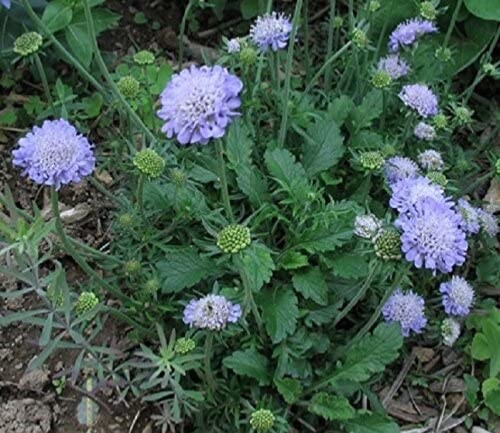 SCABIOSA  BLUE PINCUSHION /  100 SEEDS ..fresh for 2025. same day shipping
