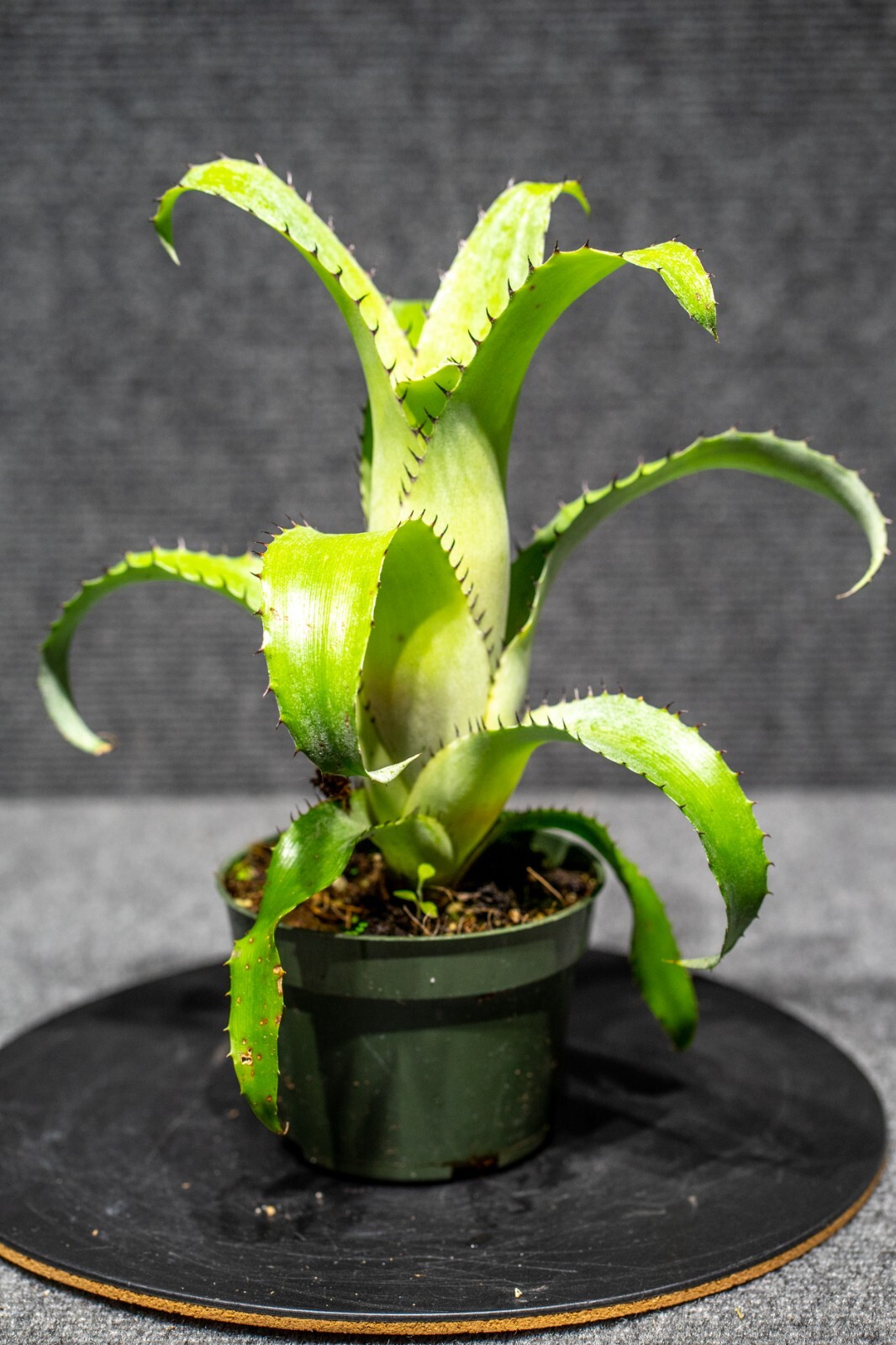 Aechmea Bromeliifolia Green 4″ pot(rare, collectors) – Live plant