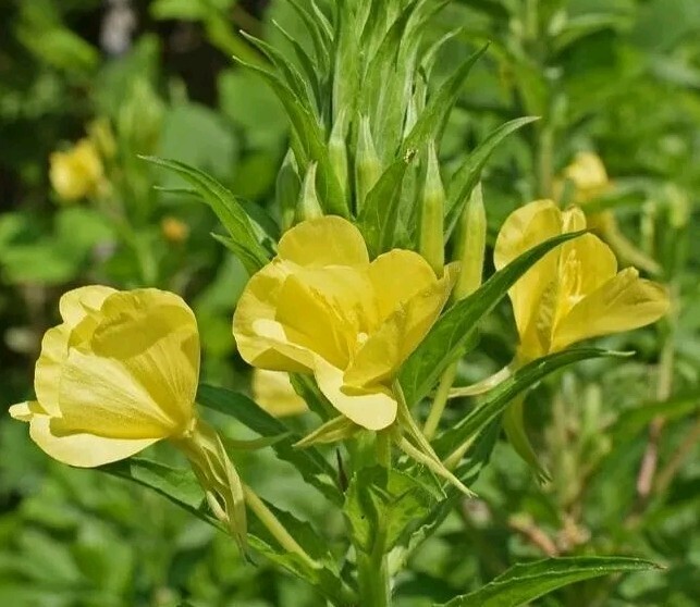 Evening Primrose (Oenothera biensis) SEEDS