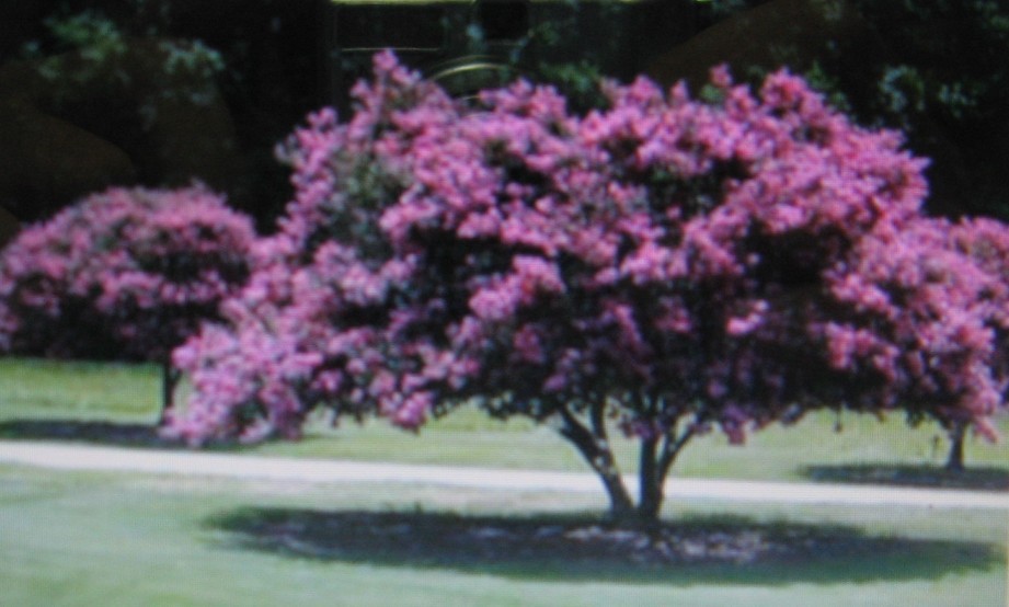 CREPE MYRTLE * 20 SEEDS * SHOWY *