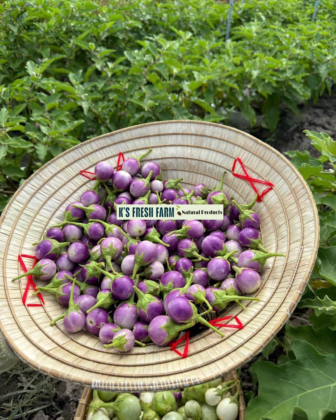 Eggplant Seeds(White+Purple Round/Long Purple/Green Thai) Cà Pháo/ Cà tím/Cà dĩa
