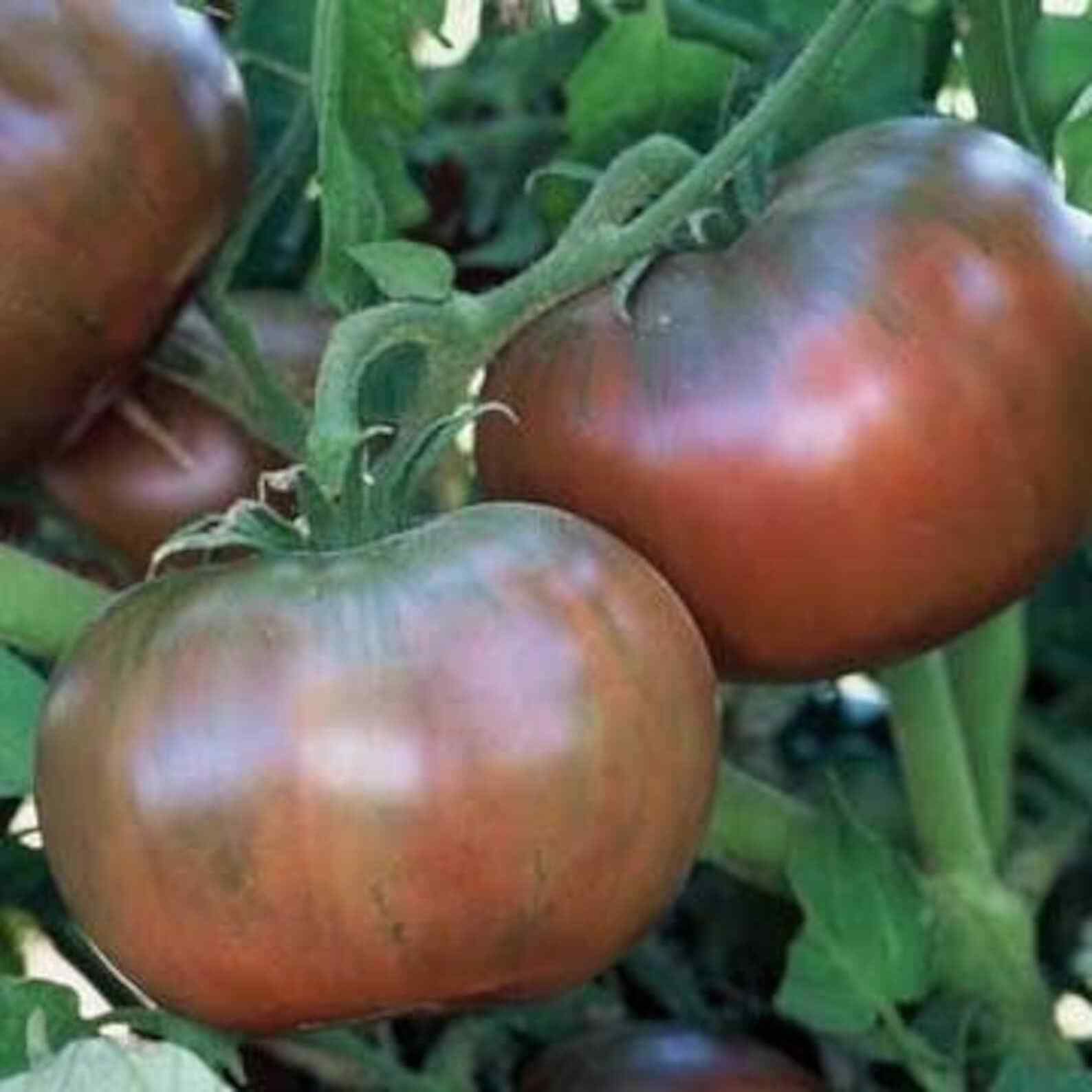 Cherokee Purple Tomato Seeds 50 Ct Vegetable HEIRLOOM NON-GMO USA FREE S&H