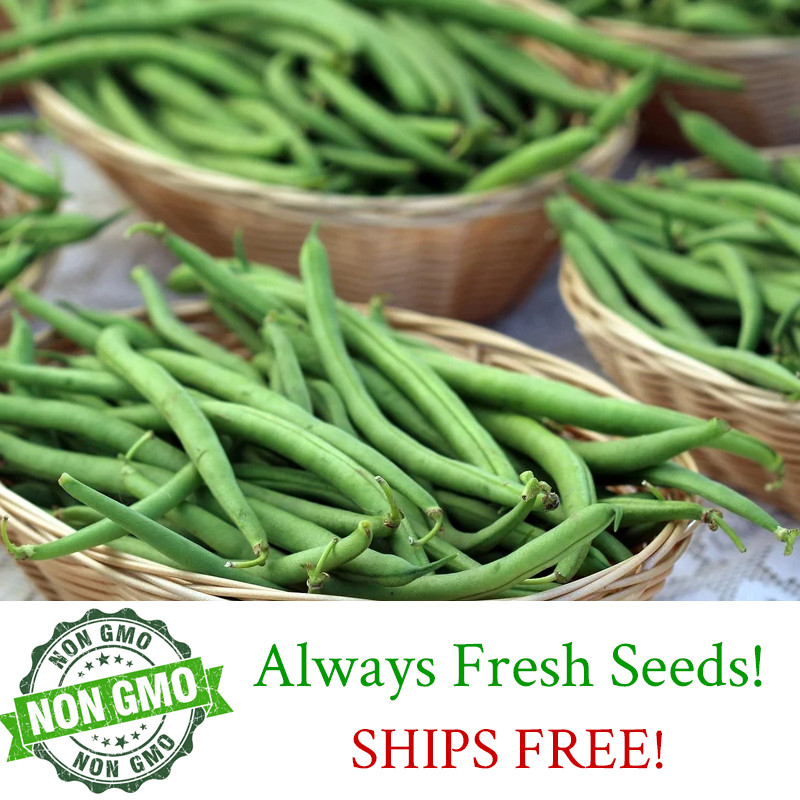 100+ GREEN BEAN SEEDS, Jade Bush Bean for Planting, NON-GMO | FREE SHIPPING