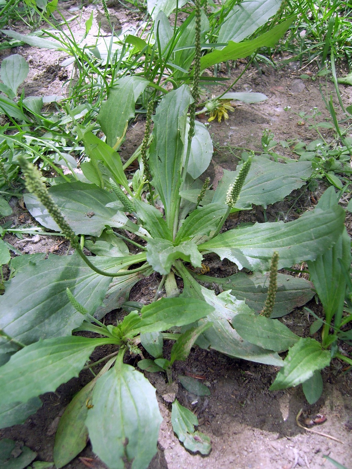 1000 Chinese Plantain – Plantago asiatica – Medicinal