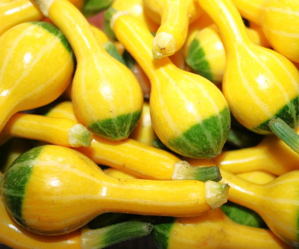 Small Spoon Ornamental Gourd Seeds – For 2025 Planting Bicolor Yellow Green