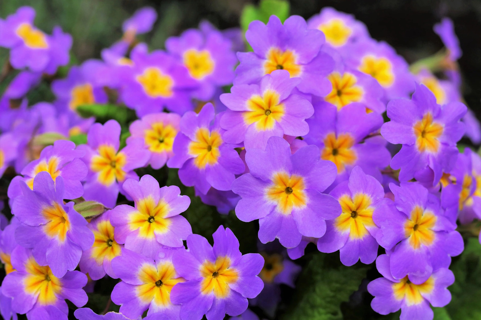 50 MIXED ENGLISH PRIMROSE Primula Vulgaris Acaulis Shade Houseplant Flower Seeds