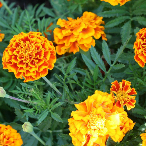 Sparky Mix Marigold Seeds | Non-GMO | Free Shipping | Seed Store | 1189