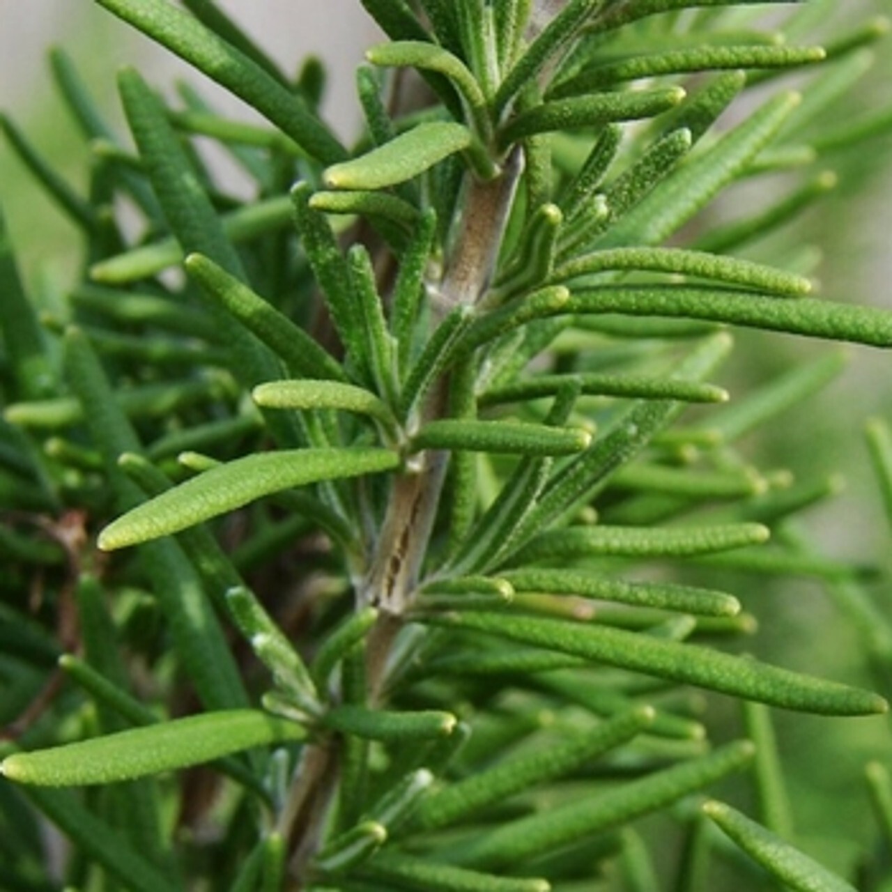 100+ Rosemary Seeds Heirloom Non-GMO Free Shipping Herb Seeds #25