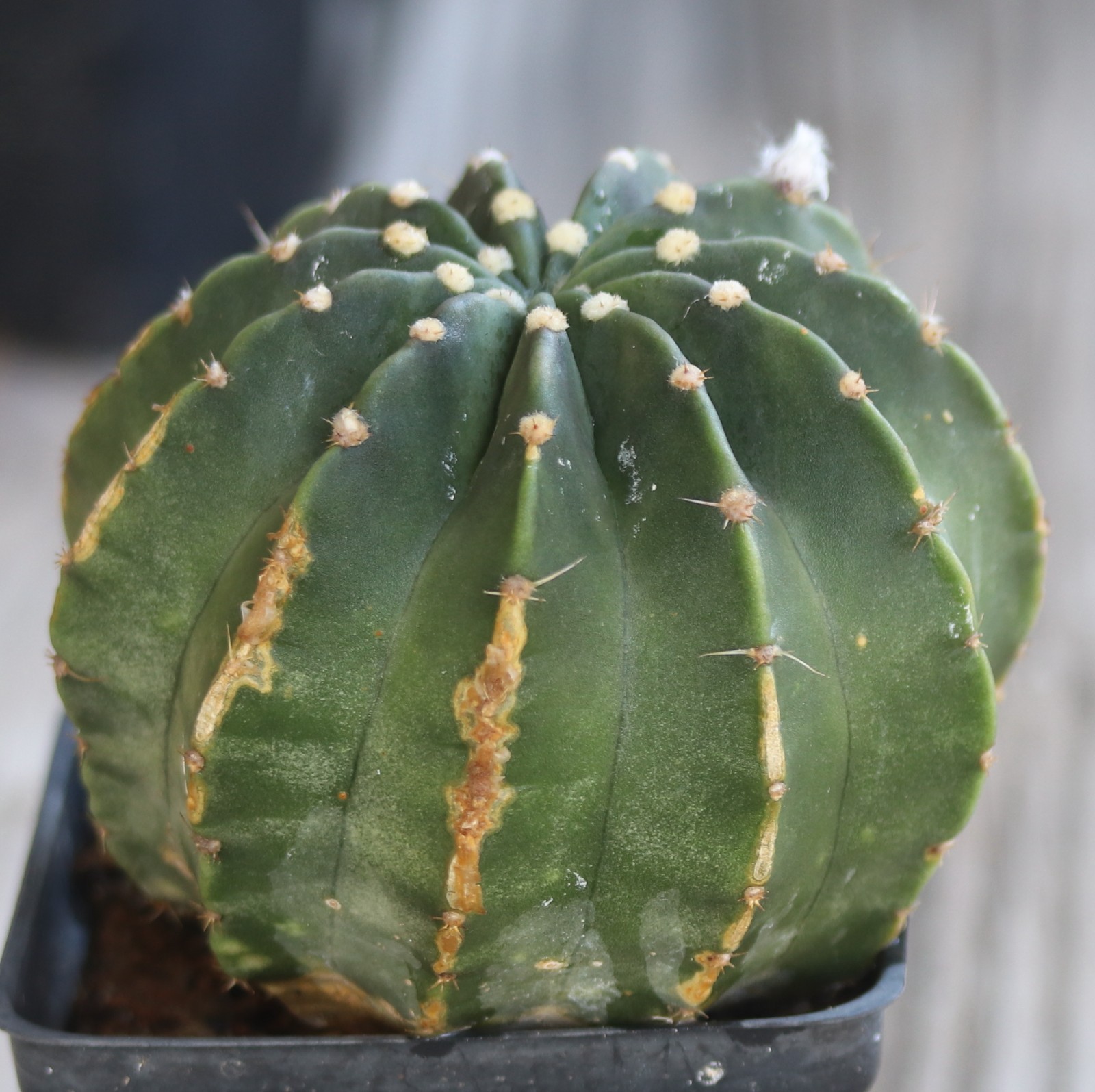 Echinopsis subdenudata