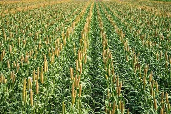 750 Pearl Millet Seeds High Protein Chicken Forage Cover Crop Non Gmo Free Ship