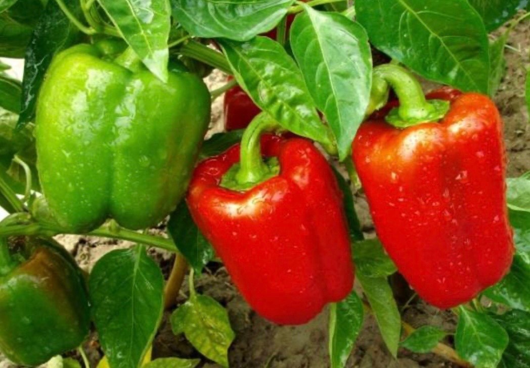 Keystone Giant Sweet Bell Pepper – FRESH Seeds – Organic Non-GMO, USA Seller