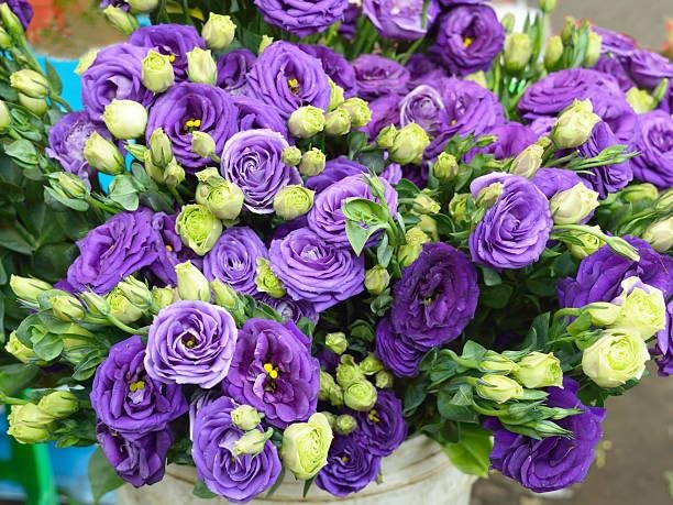 Mixed Lisianthus Seeds for Planting – 999+ Perennial Non-GMO Heirloom Seeds, …