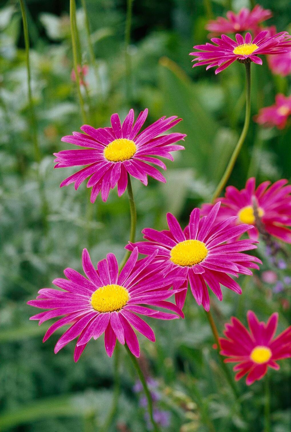 50 + Painted Daisy Robinson Giant Mix Seeds/ Perennial/ Non-GMO / Free Shipping