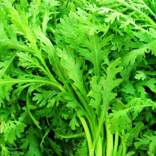 2000+ seeds Shungiku, chrysanthemum,Tong Ho ,Tan Ngo, Cai Cuc, Tan O seeds