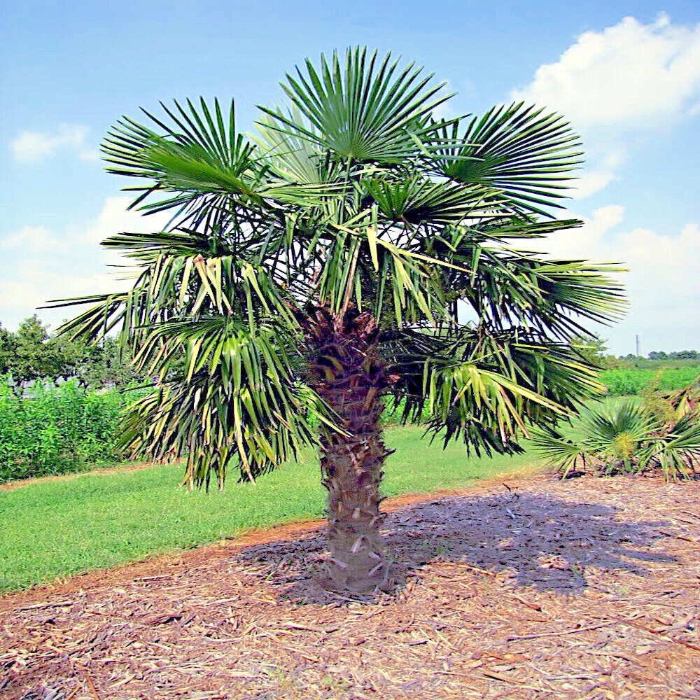10 WINDMILL FAN PALM Tree Seeds Trachycarpus Fortunei MOST COLD HARDY Palm Plant
