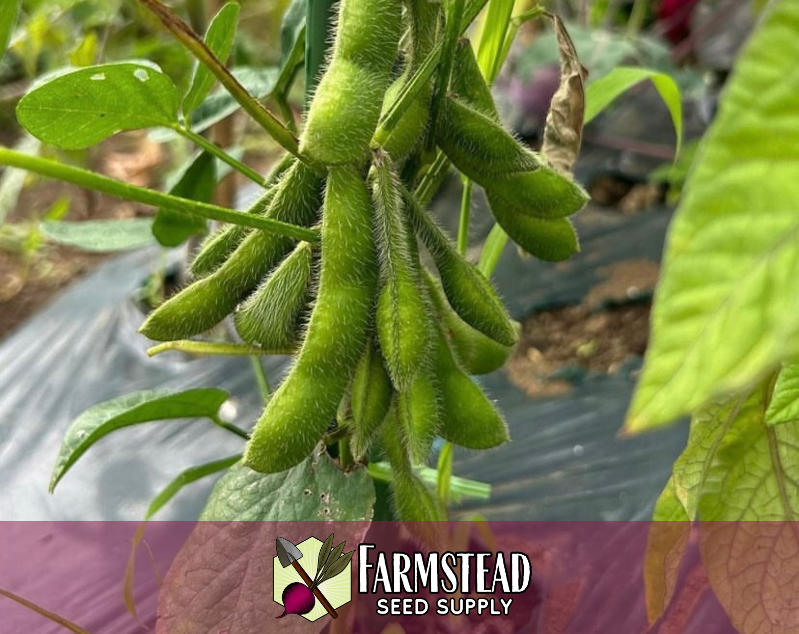 25+ Edamame Bean Seeds [BeSweet] Vegetable Gardening, Heirloom, Non-GMO