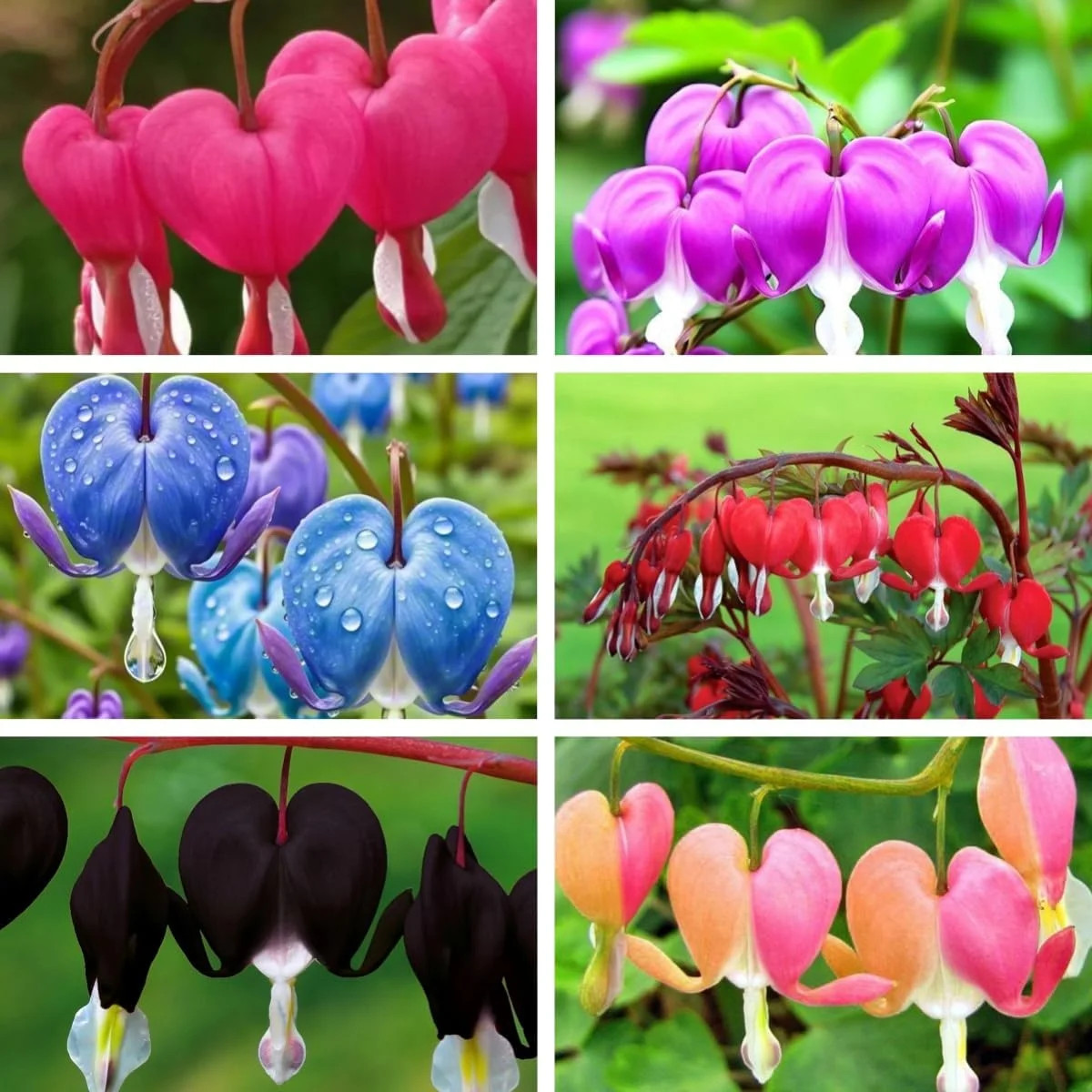 Bleeding Heart Seeds, 120pcs Dicentra Spectabilis, Non-GMO Heirloom Perennial Fl