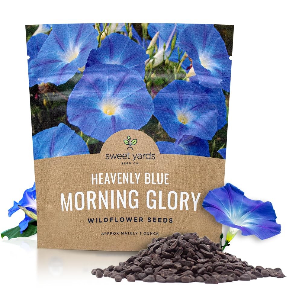 1000+ PCS Morning Glory Seeds Heavenly Blue 1 Ounce Packet Flower Planting