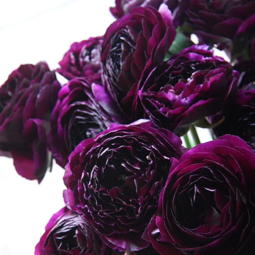 25 Purple Ranunculus Bulbs 7-8 Cm Corms Peony Rose look Wedding Bouquet Flowers