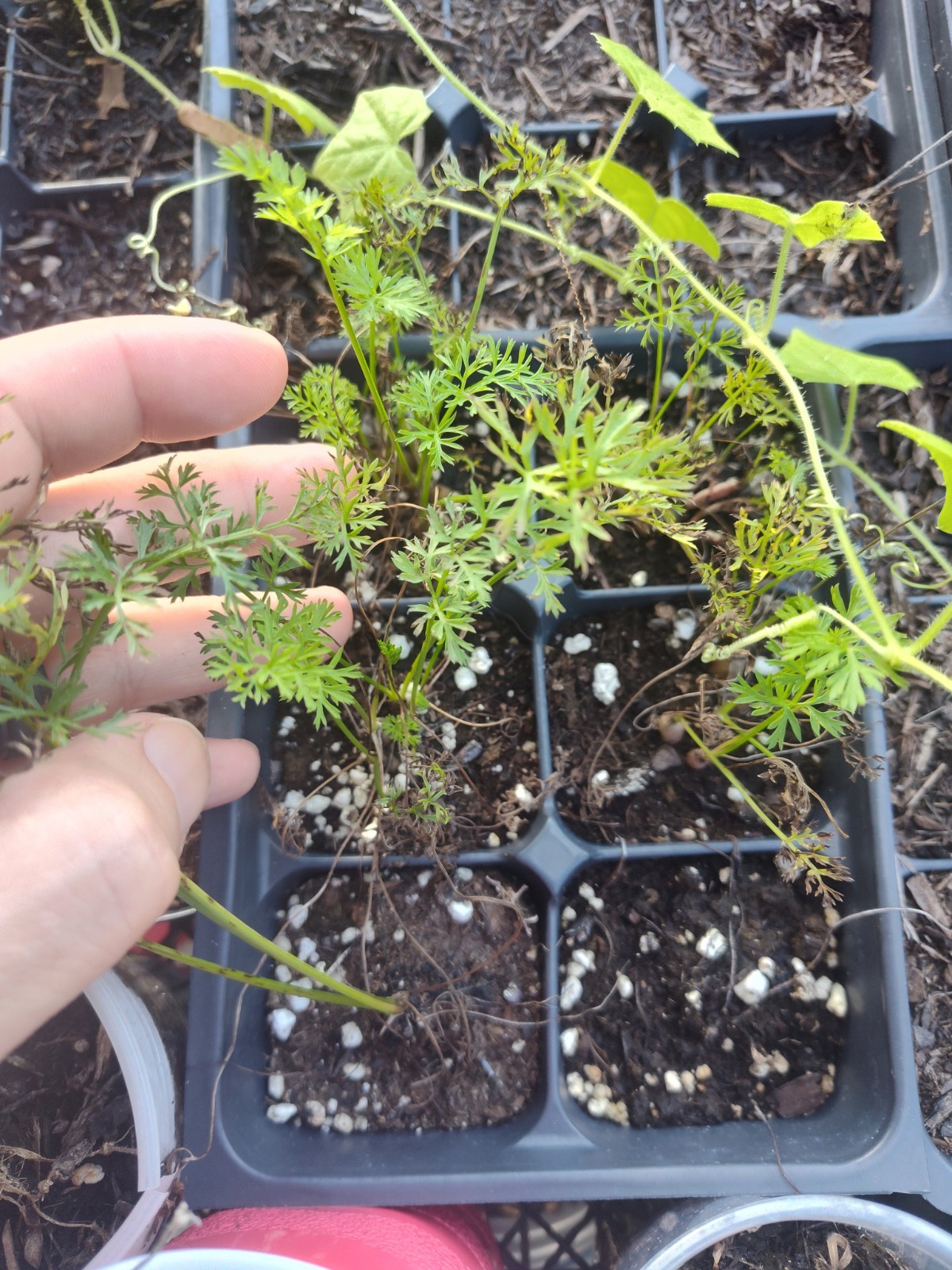 Live Rooted Sweet Petite Carrot Bunch Seedlings – Free Shipping!