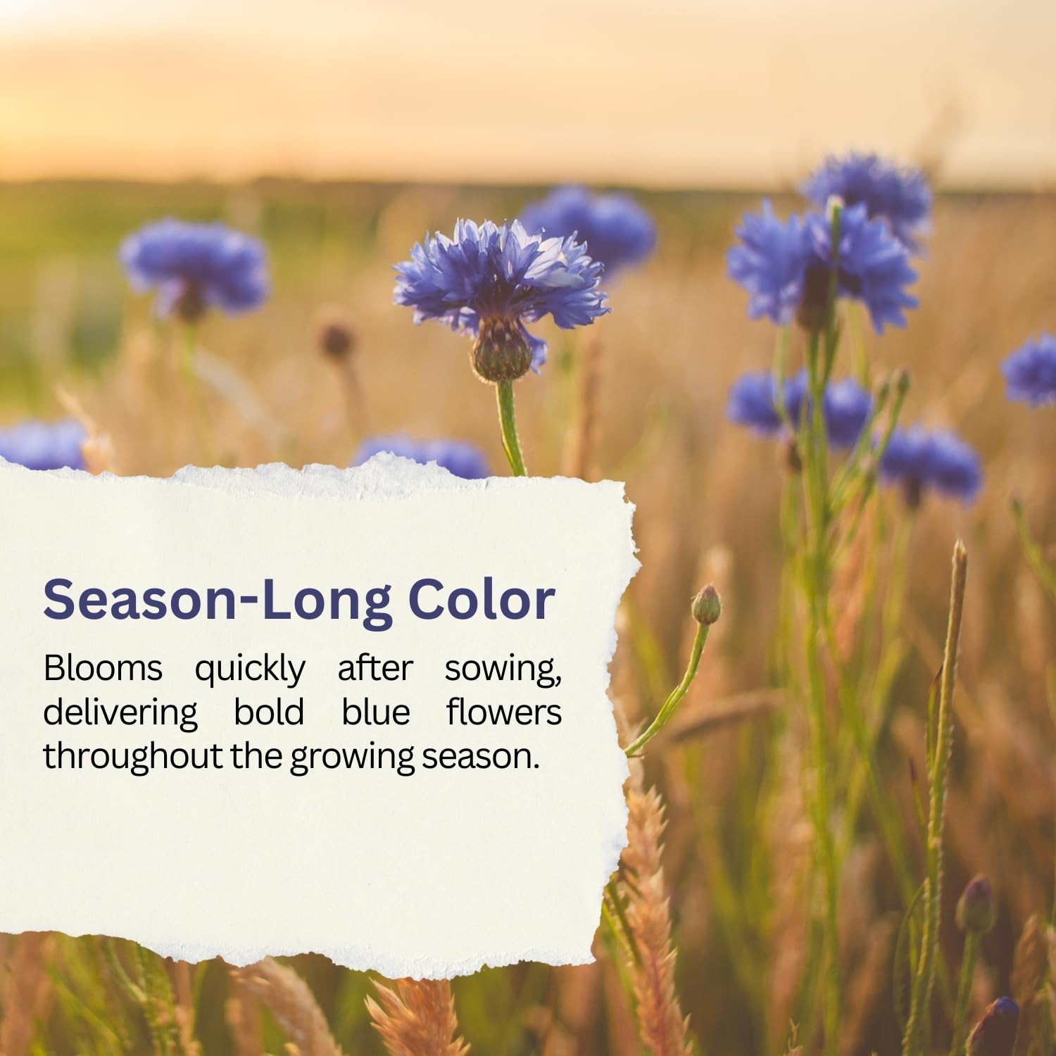SunHaven Seeds Bachelor Button – Blue Cornflower – 5,500+ –