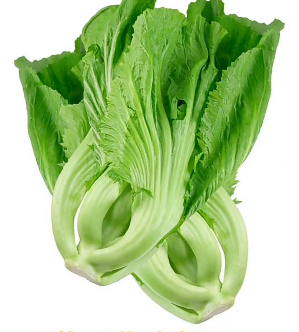 500+Giant Asian Mustard/Shuidong Gai Choi/Green Vegetable Seeds. 500多粒包心芥大叶水东芥种子