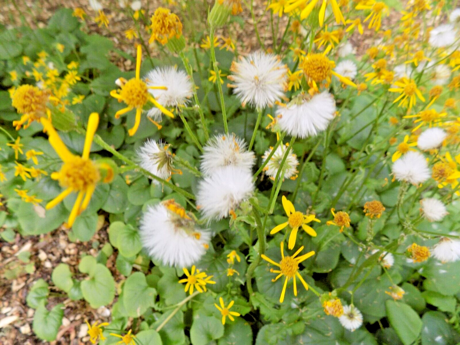 50 UNKNOWN LIGULARIA SPECIES SEEDS