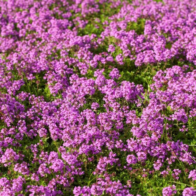 21500Pcs Creeping Thyme Seeds for Planting Outdoor, Hardy Perennial Ground Cover