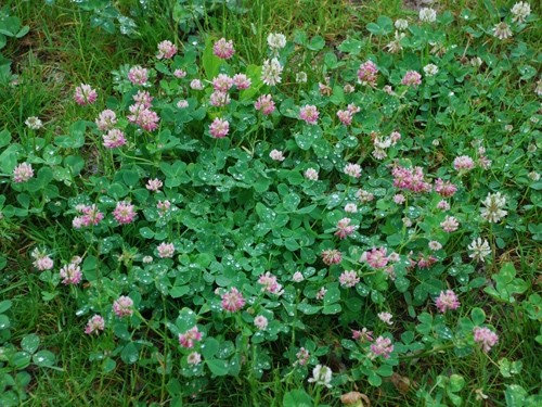 Alsike Clover Seeds