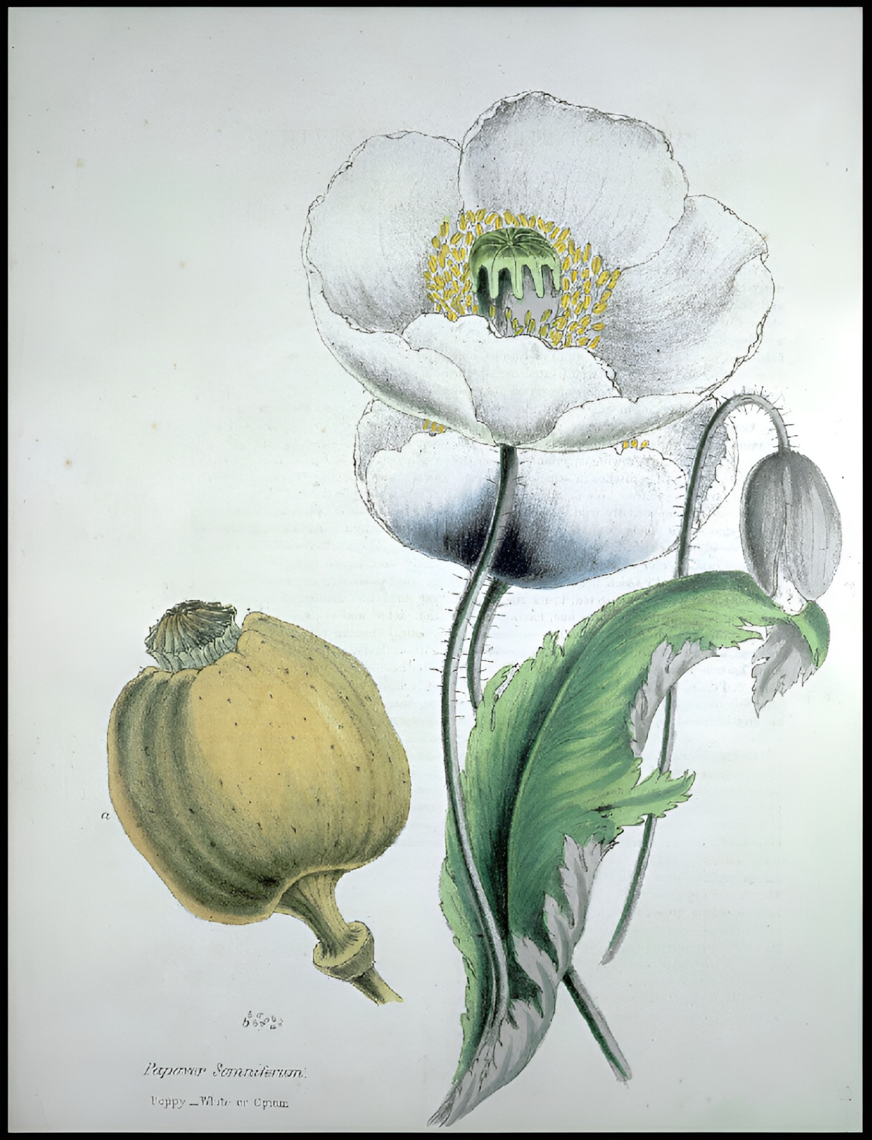 660 After Midnight Poppy Seeds – P. Somniferum –Dark Purple Breadseed Variety