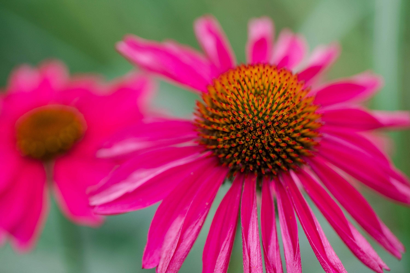 25 CHEYENNE SPIRIT CONEFLOWER Echinacea Orange Red Yellow Purp Pink Flower Seeds