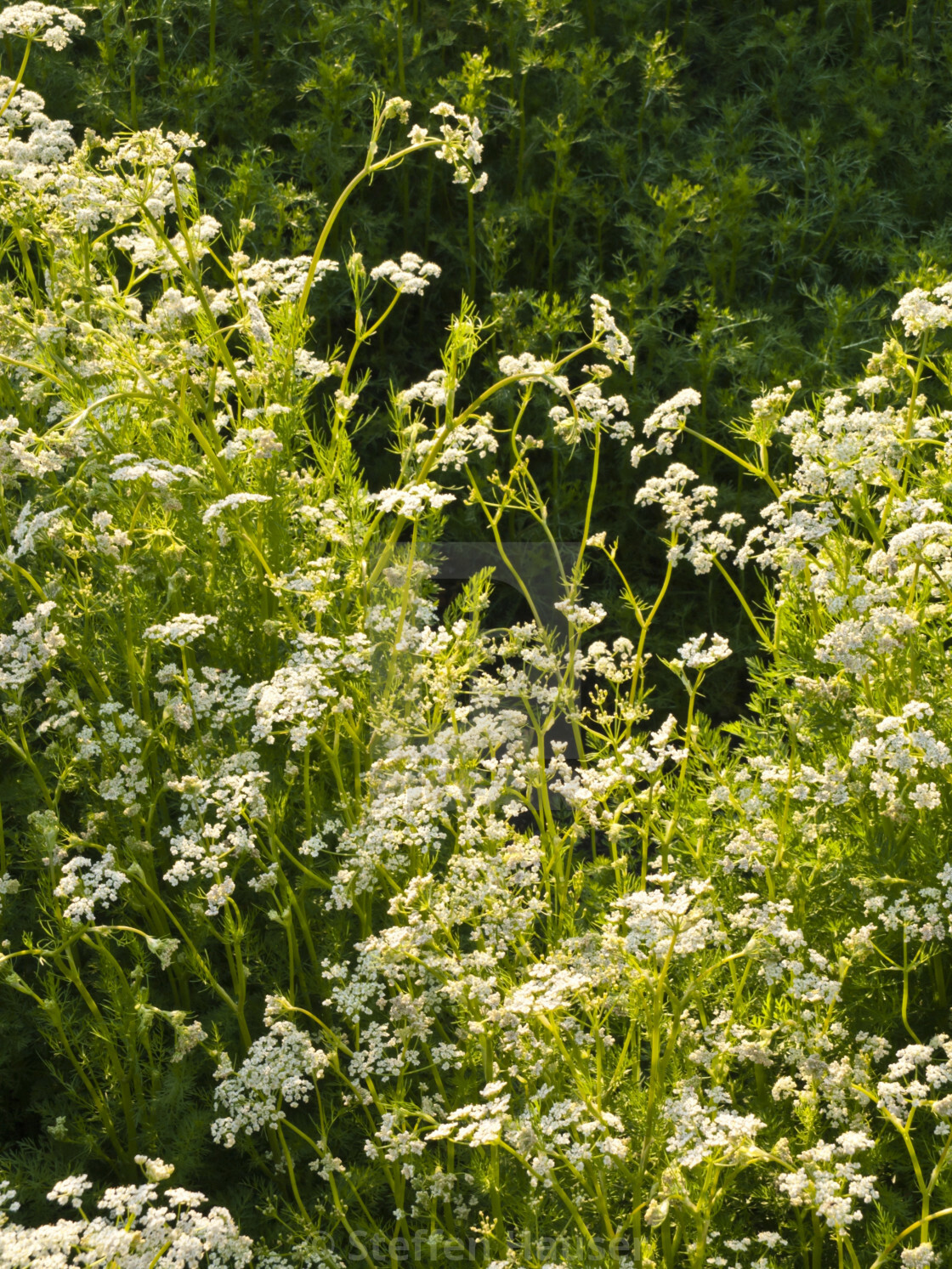 Caraway Seeds | Vegetable Herb Plant Garden Rye Fennel White Cumin Seed 2024