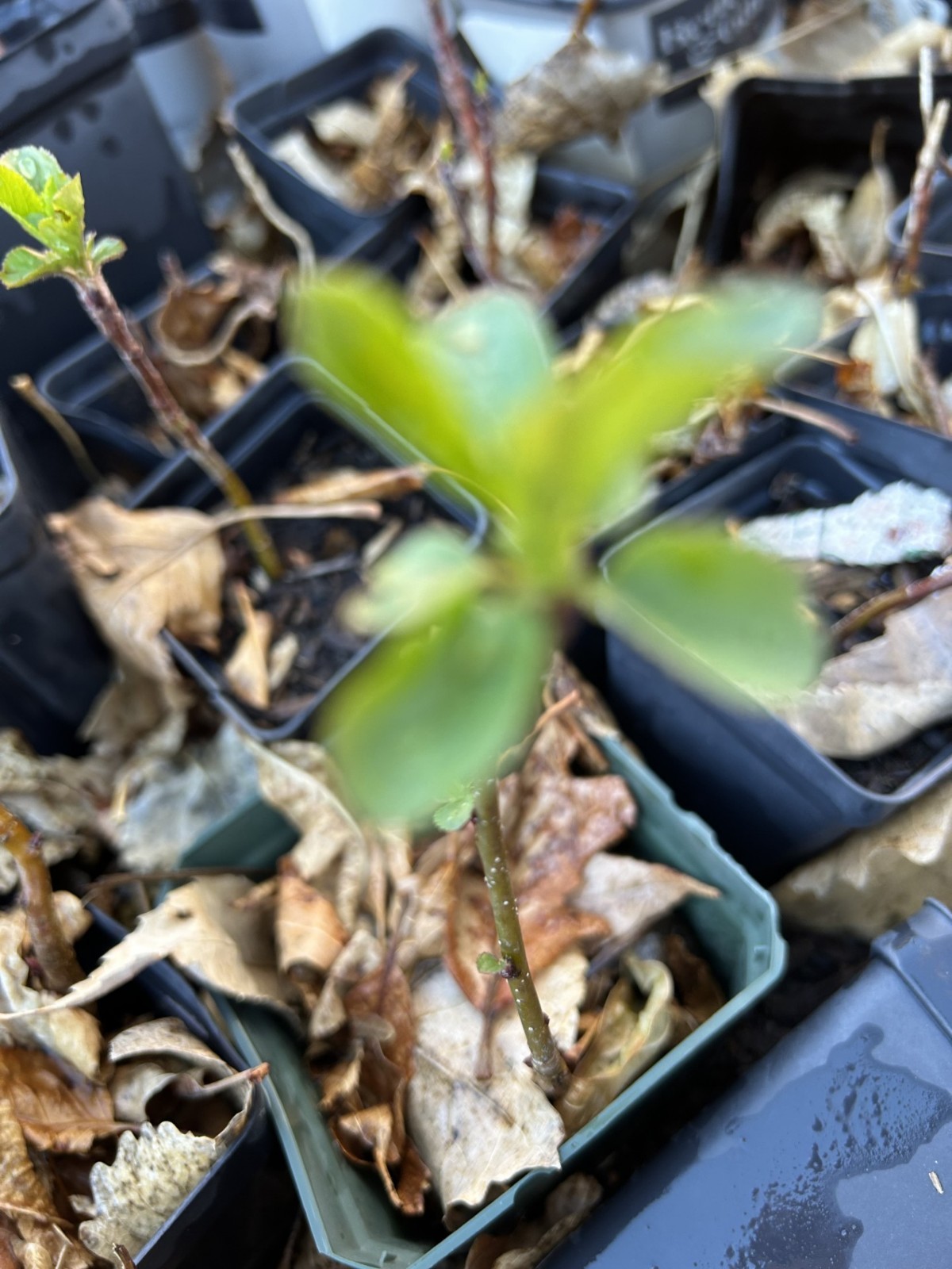 The three years old Fuji Apple tree seedling, just back from winter.