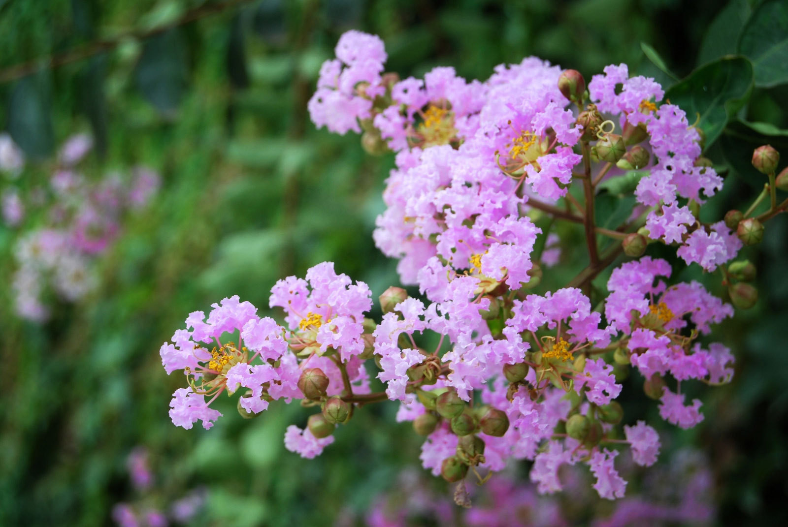 Lagerstroemia fauriei | Crape Myrtle Muskogee | 50_Seeds