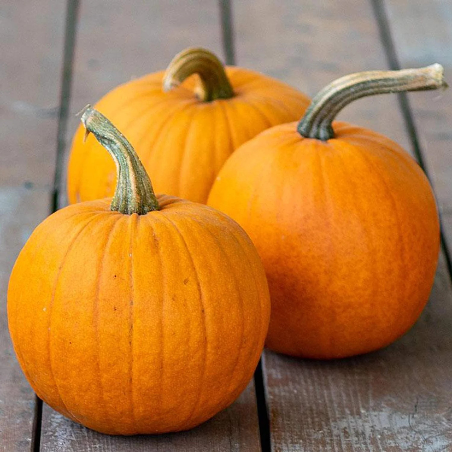 Pumpkin Pie Sugar Pumpkin Seeds | Fall Garden Vegetable Gourd Squash Seed 2024