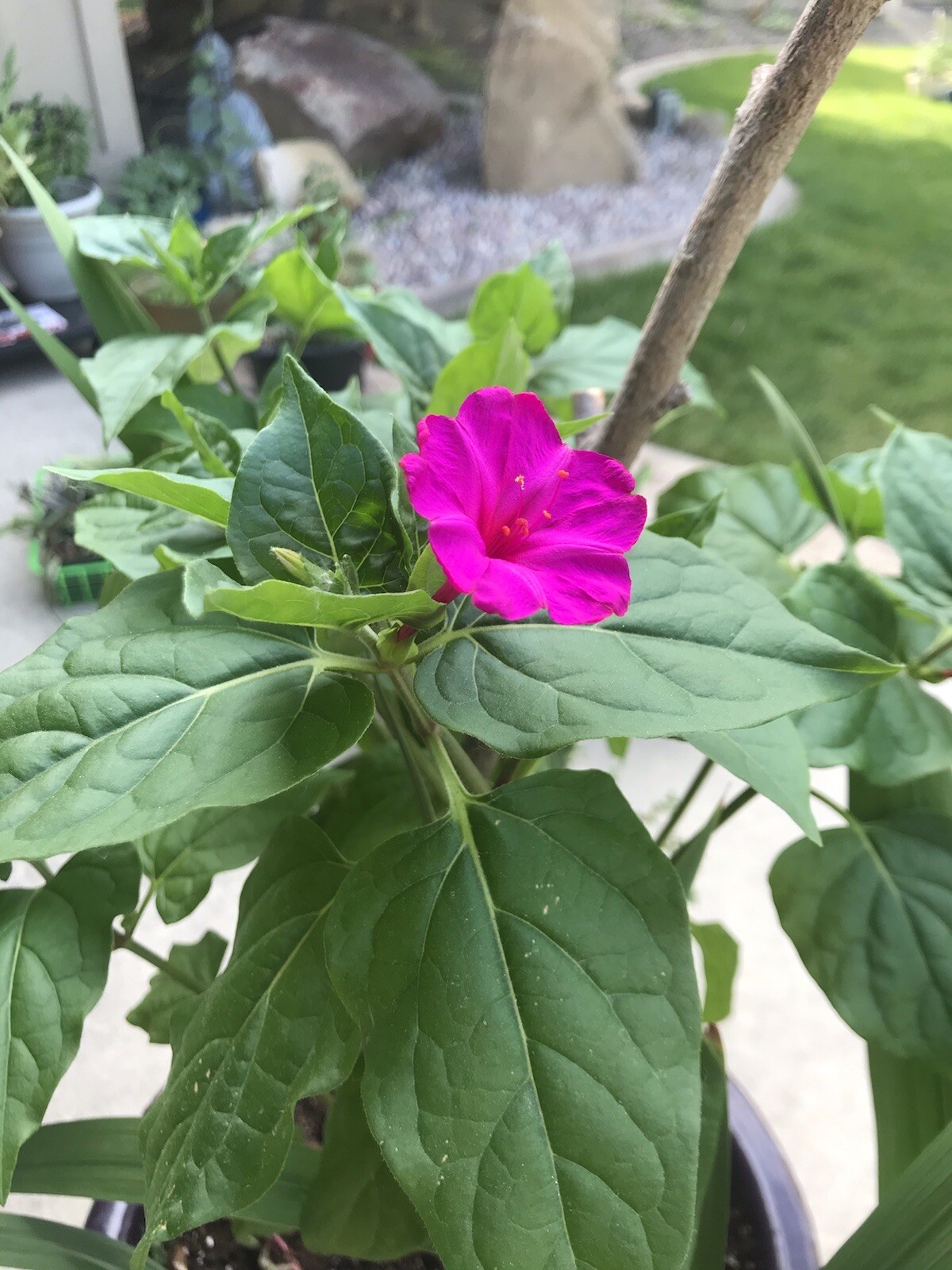 Mirabilis jalapa 4 o’clock seeds magenta pink 25 SEEDS