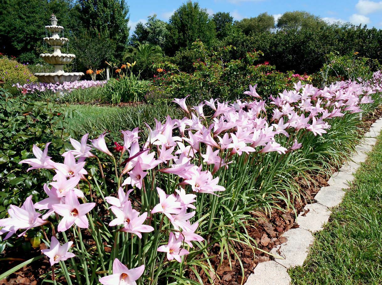 Rain Lily, Habranthus, 5 fresh bloom size bulbs, zephyranthes, free ship!!!
