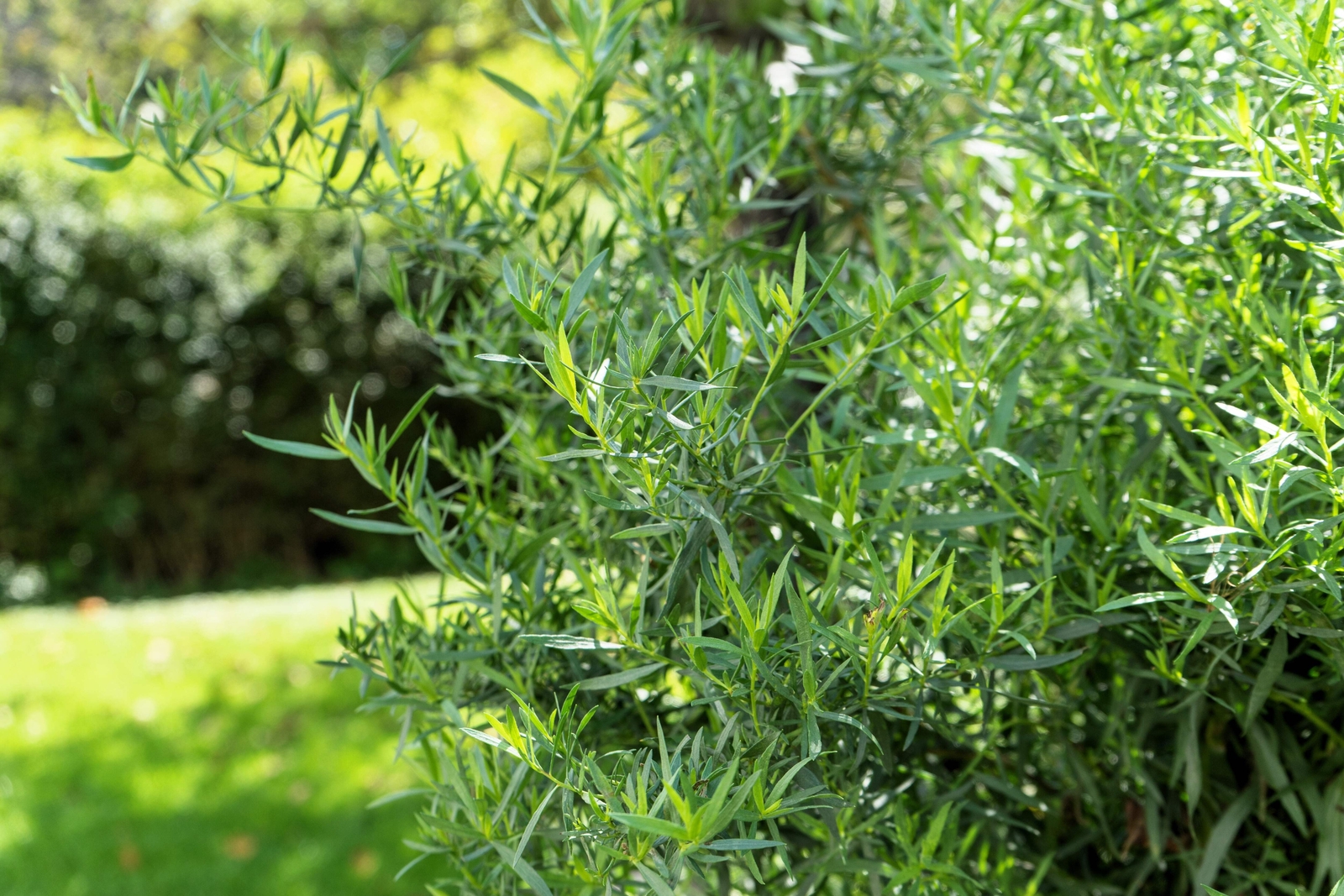 100 TARRAGON Common Kitchen Artemisia Dracunculus Herb Seeds *Flat Shippin