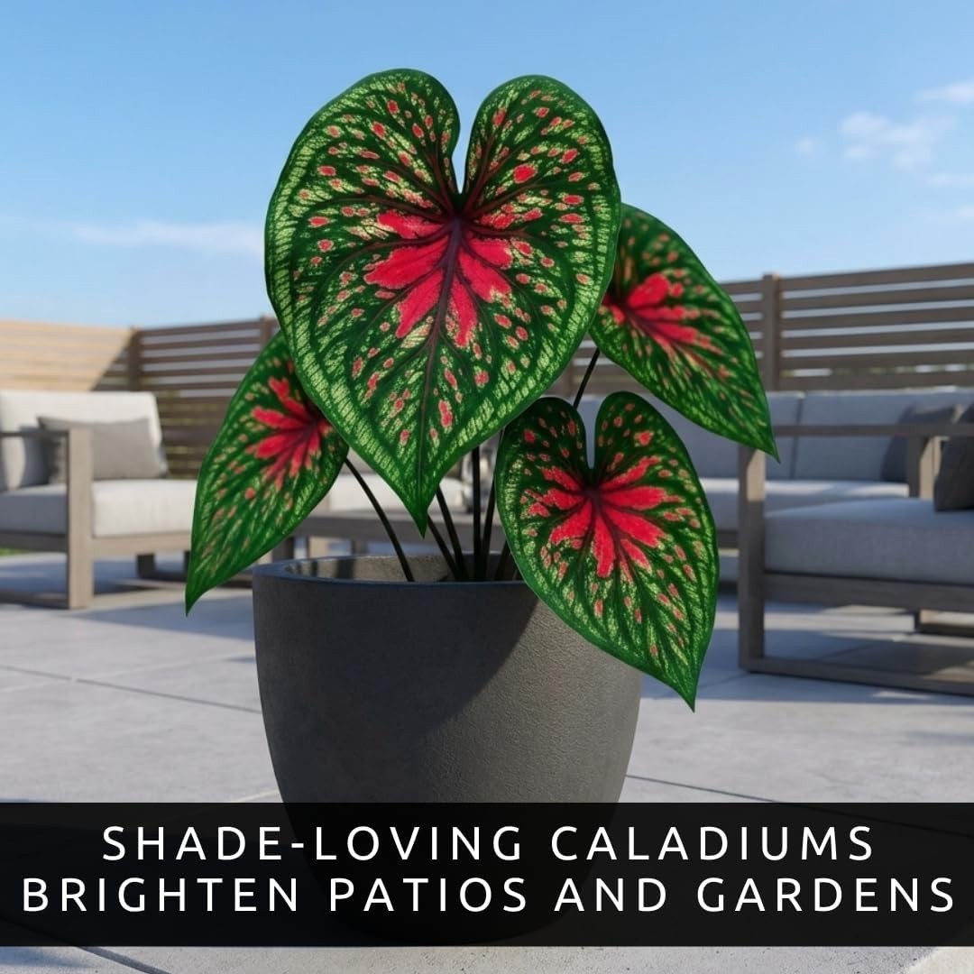Two Spicy Lizard Caladium Bulbs – Vibrant Tropical Foliage for Indoor & Garden