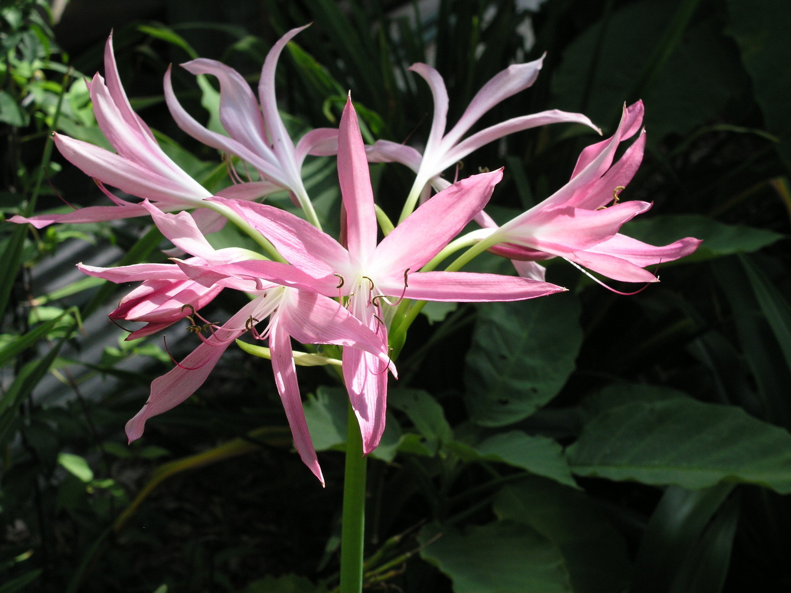Crinum Lily, GRAB BAG, 20 bulbs, 6 types – 50% off