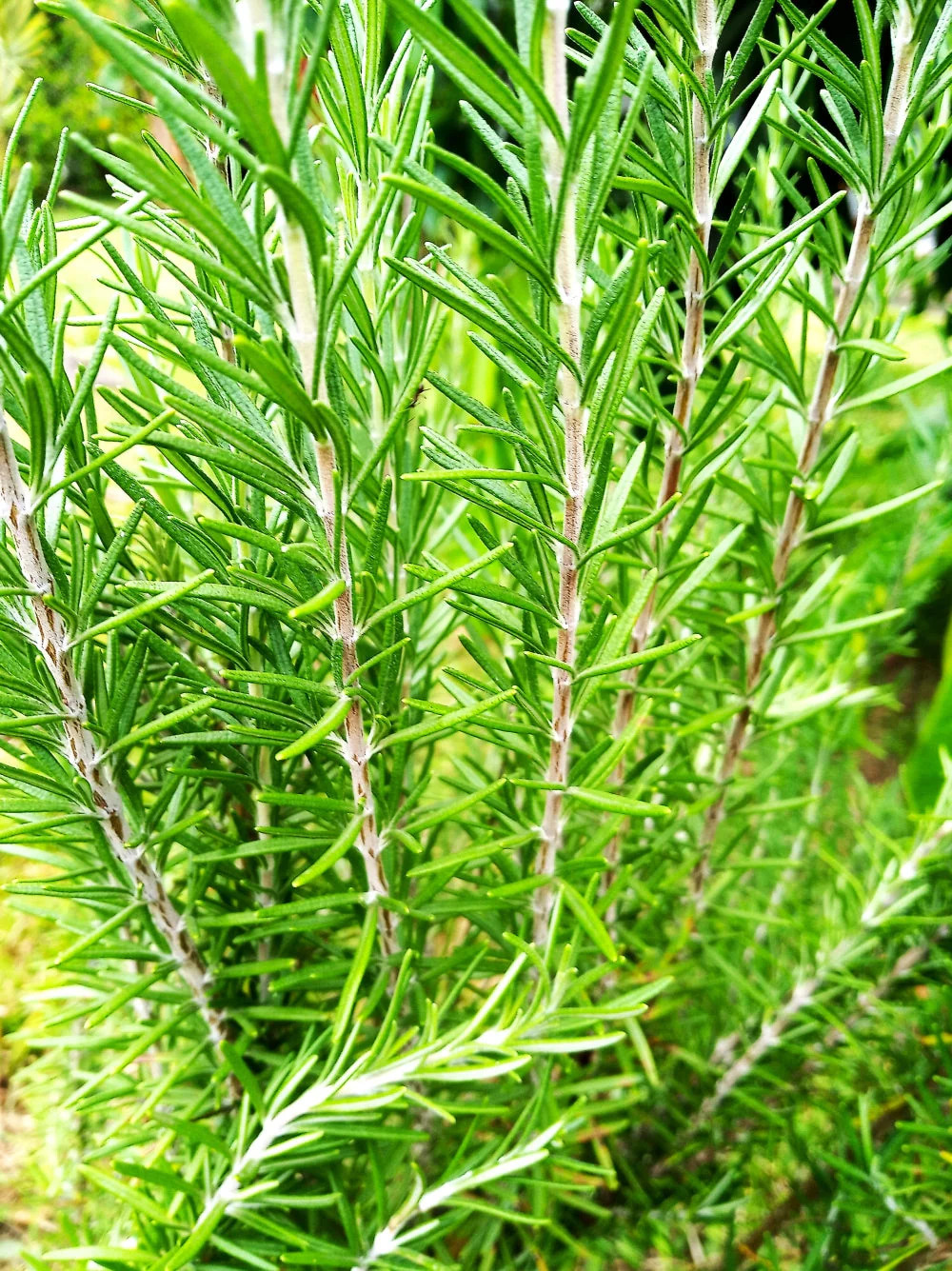 Rosemary Seeds – For 2025 Planting Blue Tuscan Perennial Herb Garden