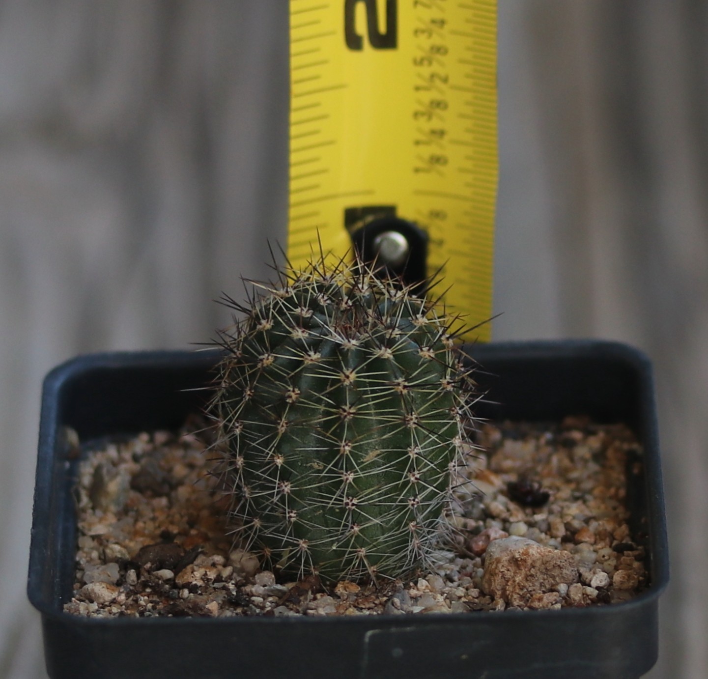 Echinopsis hybrid ‘Bright Eye’