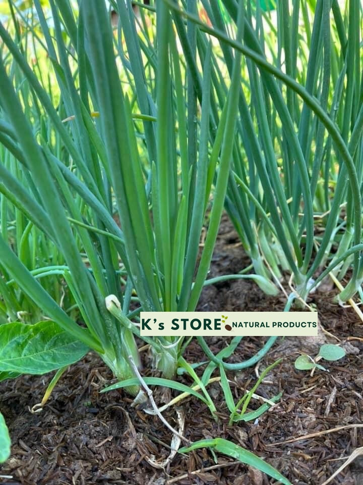 White Bunching Onion Seeds, Scallions, NON-GMO, Heirloom, FREE SHIPPING