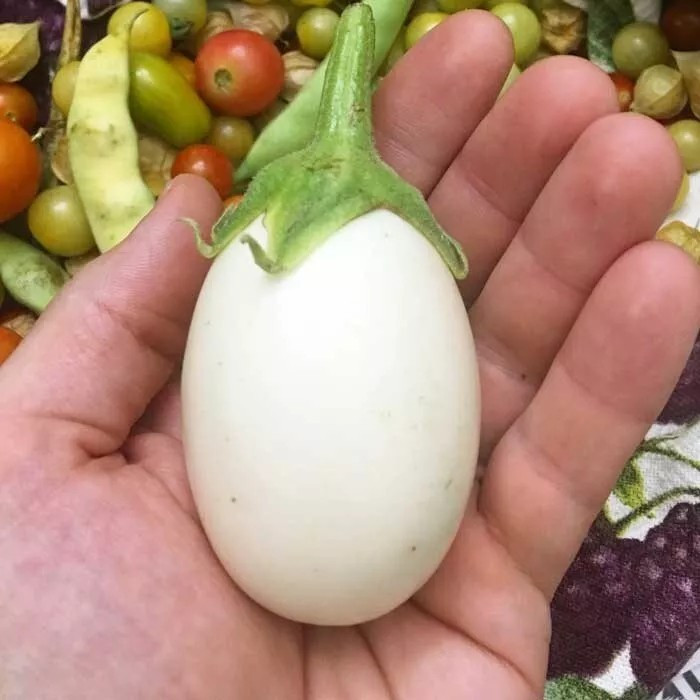 50+ WHITE EGG EGGPLANT SEEDS – HEIRLOOM – ORGANIC – NON GMO ————- RARE