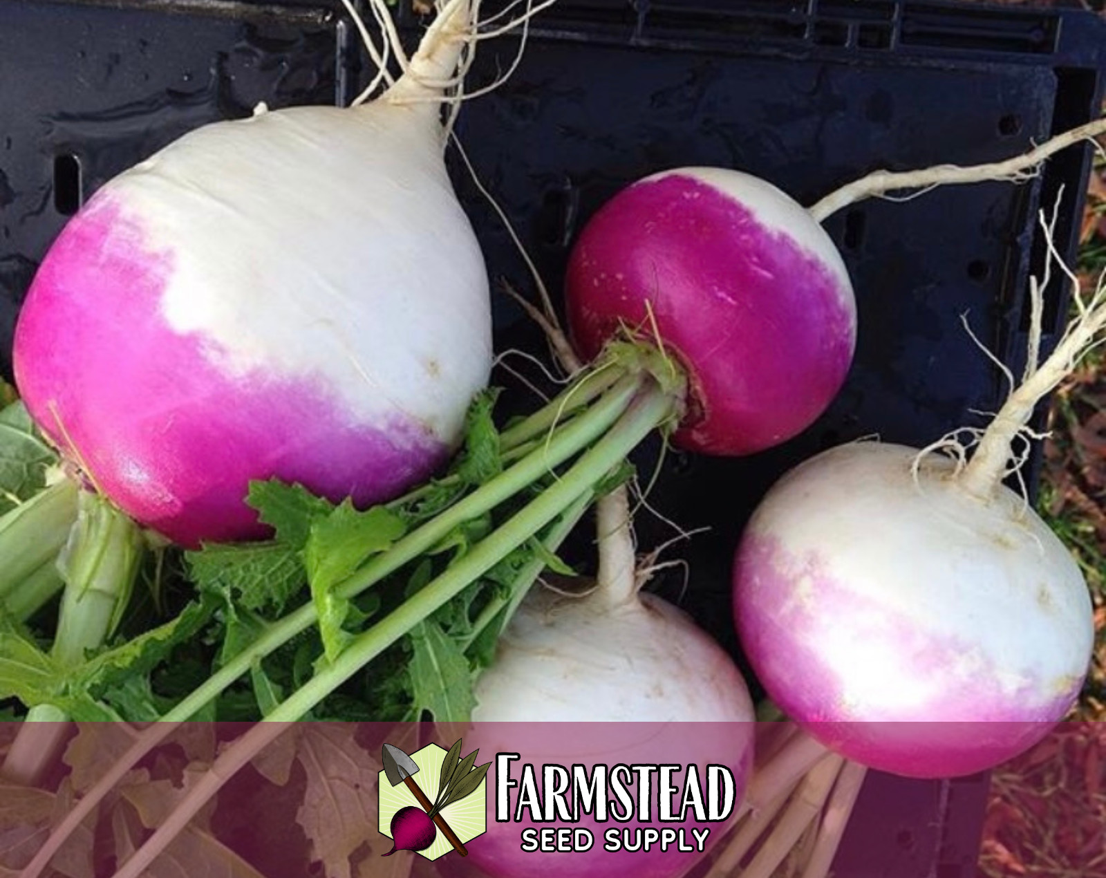 3500+ Turnip Seeds [Purple Top White Globe] Vegetable Garden Seed Packets, USA