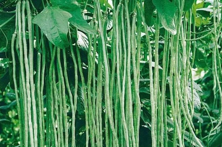 Space-Saving Non-GMO Yard Long Bean Seeds – Ideal for Containers & Trellises