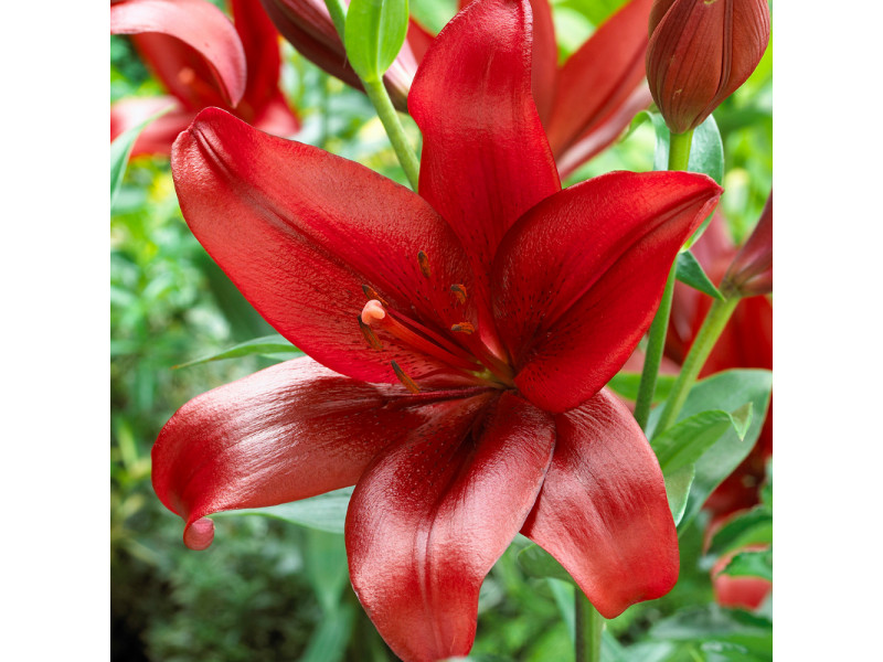 (3) Attractive Deep Red Lily Beautiful New Flower Bulbs, Perennial Check Store